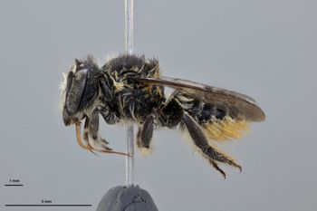 Media type: image;   Entomology 611190 Aspect: habitus lateral view